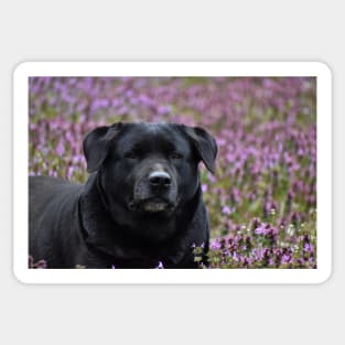 A Dog in the Flowers Sticker